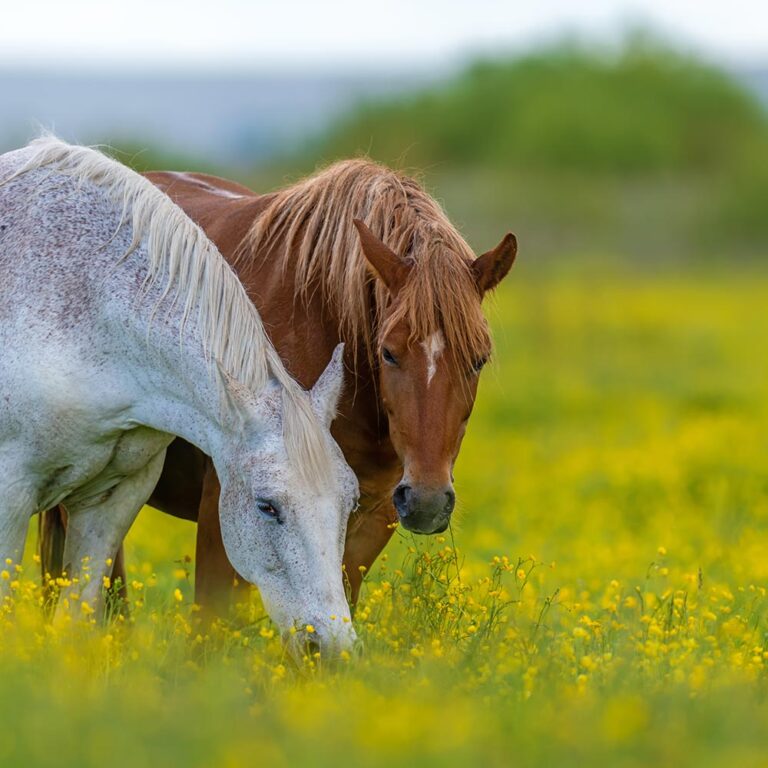 Dartmoor Horses